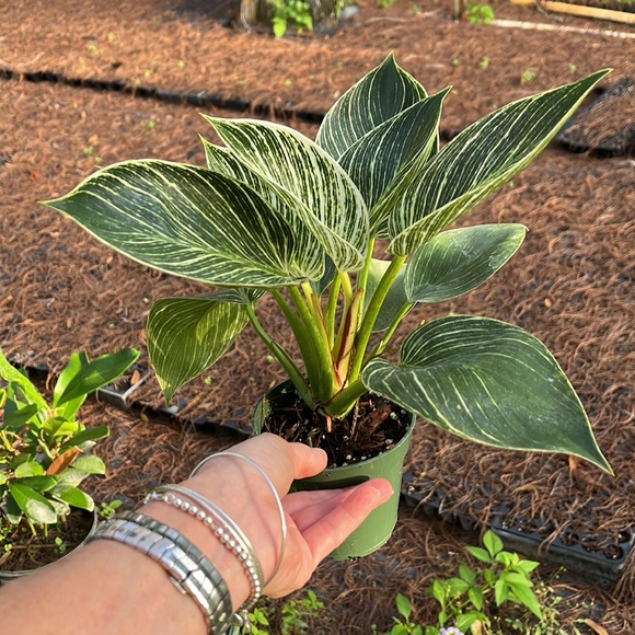 My last a little Birkin ✅🪴🌱 - Picture 2 of 3